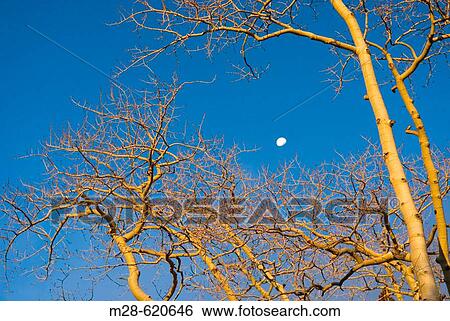Aspen trees against blue sky at sunrise, Great Basin National Park. Nevada, USA View Large Photo Image Stock Photograph - Aspen trees against blue sky at sunrise, Great Basin National Park. Nevada, USA. Fotosearch