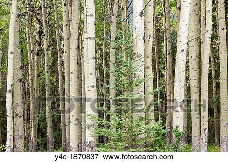 Stock Photo - Aspen trees along the Bow Valley Parkway in Banff National Park in Alberta Canada. Fotosearch