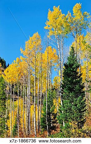 Aspen trees and Fall colors at Palisades Reservoir near Indian Creek and the town of Palisades in eastern Idaho View Large Photo Image Stock Photograph - Aspen trees and Fall colors at Palisades Reservoir near Indian Creek and the town of Palisades in eastern Idaho. Fotosearch
