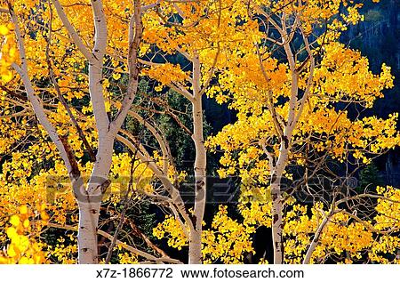 Aspen trees and Fall colors near Pike Mountain high in the Goose Creek Mountains in southern Idaho View Large Photo Image Stock Image - Aspen trees and Fall colors near Pike Mountain high in the Goose Creek Mountains in southern Idaho. Fotosearch