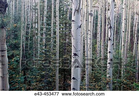 Aspen trees and pines - horizontal View Large Photo Image Stock Photo - Aspen trees and pines - horizontal. Fotosearch