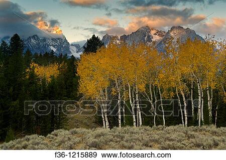 Aspen trees in fall below the Teton Range mountains at sunrise, Grand Teton National Park, Wyoming View Large Photo Image Stock Photo - Aspen trees in fall below the Teton Range mountains at sunrise, Grand Teton National Park, Wyoming. Fotosearch