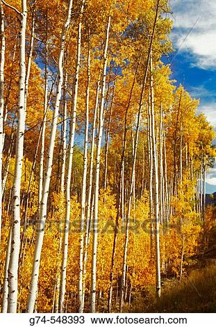 Stock Image - Aspen trees in fall.. Fotosearch