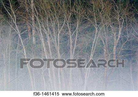 Aspen trees in Spring and morning mist fog in meadow, Yosemite Valley, Yosemite National Park, California View Large Photo Image Stock Photography - Aspen trees in Spring and morning mist fog in meadow, Yosemite Valley, Yosemite National Park, California. Fotosearch