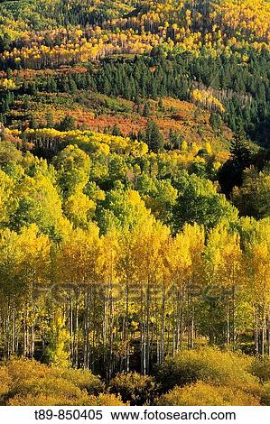 Aspen trees in the fall View Large Photo Image Stock Photography - Aspen trees in the fall. Fotosearch