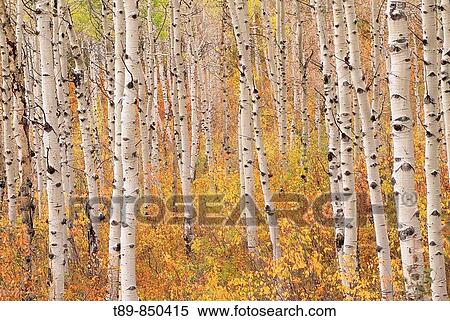 Stock Photography - Aspen trees in the fall. Fotosearch