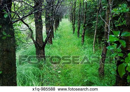 Stock Photo - Aspen Trees Populus Iceland. Fotosearch