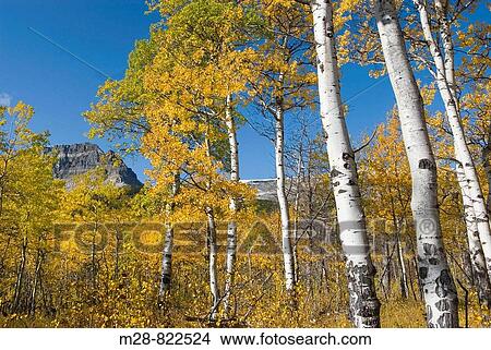 Aspen Trees Populus tremuloides, Glacier National Park Montana USA View Large Photo Image Picture - Aspen Trees Populus tremuloides, Glacier National Park Montana USA. Fotosearch