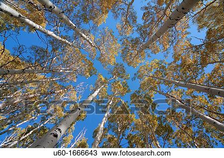 Stock Image - Aspen trees reach their fall color in Dixie National Forest, Utah. Fotosearch