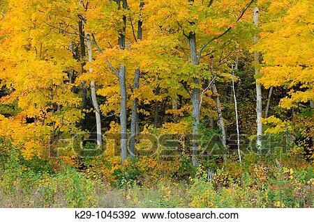 Aspen trees View Large Photo Image Stock Image - Aspen trees. Fotosearch