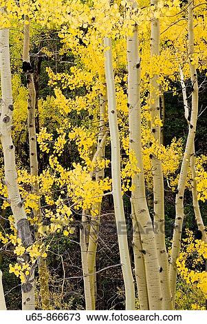 Stock Image - Aspen trees. Fotosearch
