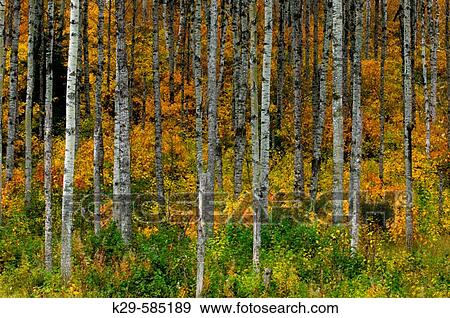 Stock Photo - Aspen trees with autumn foliage in understory. Thunder Bay. Ontario. Fotosearch