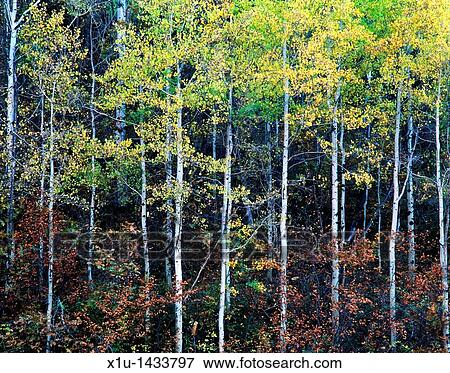 Aspen Trunks III View Large Photo Image Stock Photo - Aspen Trunks III. Fotosearch