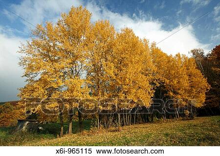 Aspen Ttees Populus tremula, showing autumn colour View Large Photo Image Stock Photography - Aspen Ttees Populus tremula, showing autumn colour. Fotosearch