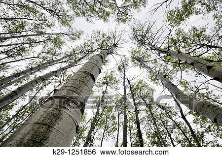Aspen woodland in early spring. Ontario. Canada. View Large Photo Image Stock Photograph - Aspen woodland in early spring. Ontario. Canada.. Fotosearch