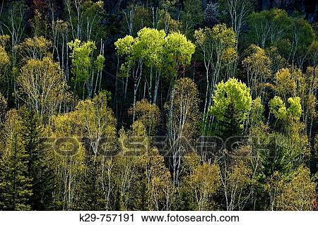 Aspens and birches with emerging foliage at base on hillside overlooking Onaping River View Large Photo Image Stock Image - Aspens and birches with emerging foliage at base on hillside overlooking Onaping River. Fotosearch