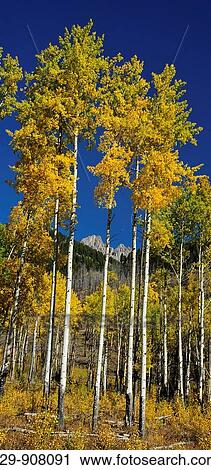 Aspens in early autumn foliage along the Bow Valley Parkway View Large Photo Image Stock Image - Aspens in early autumn foliage along the Bow Valley Parkway. Fotosearch