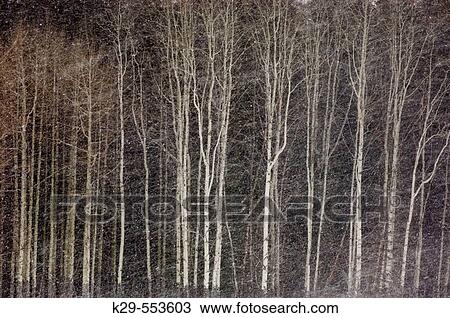 Aspens in snowstorm along Bow Valley Parkway. Banff National Park, Alberta, Canada View Large Photo Image Stock Image - Aspens in snowstorm along Bow Valley Parkway. Banff National Park, Alberta, Canada. Fotosearch