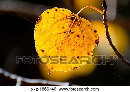 Stock Photograph - Aspens leaf and Fall colors on Blacktail Butte in Grand Teton National Park in northern Wyoming. Fotosearch