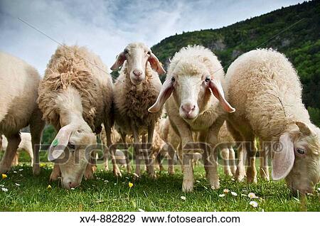Assaf sheep, raised for producing milk to make cheese. Ans?, Huesca province, Spain View Large Photo Image Stock Photo - Assaf sheep, raised for producing milk to make cheese. Ans?, Huesca province, Spain. Fotosearch
