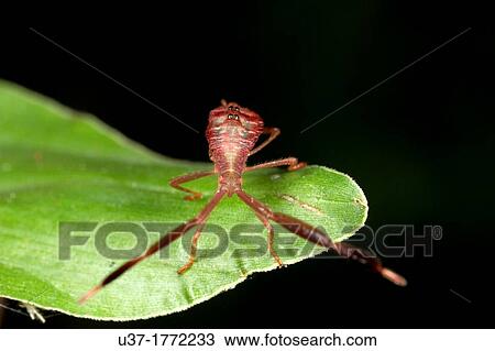 Assassin bug. Image taken at Kampung Skudup, Sarawak, Malaysia. View Large Photo Image Stock Image - Assassin bug. Image taken at Kampung Skudup, Sarawak, Malaysia.. Fotosearch