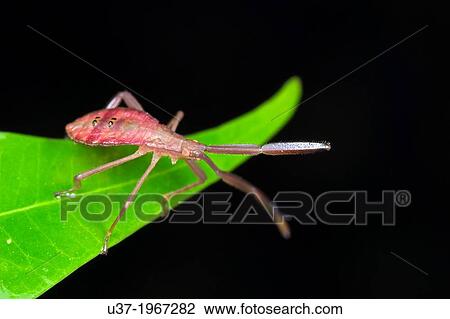Stock Image - Assassin bug. Image taken at Kampung Skudup, Malaysia.. Fotosearch