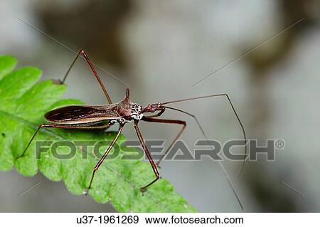 Stock Photo - Assassin bug. Image taken at Kampung Skudup, Sarawak, Malaysia.. Fotosearch