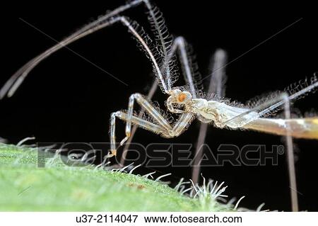 Assassin bug. Image taken at Kampung Skudup, Sarawak, Malaysia. View Large Photo Image Stock Photo - Assassin bug. Image taken at Kampung Skudup, Sarawak, Malaysia.. Fotosearch