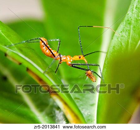 Assassin bug nymph with zebra longwing caterpillar hatchling on desert rose leaves, Florida, USA. View Large Photo Image Stock Image - Assassin bug nymph with zebra longwing caterpillar hatchling on desert rose leaves, Florida, USA.. Fotosearch