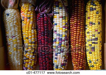 Stock Photo - Assortment of sweet corn ears.. Fotosearch