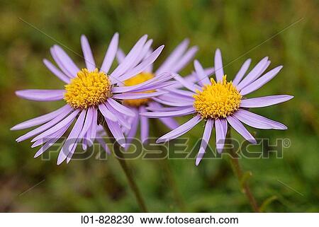 Aster alpinus, Pyrenees Mountains View Large Photo Image Stock Image - Aster alpinus, Pyrenees Mountains. Fotosearch