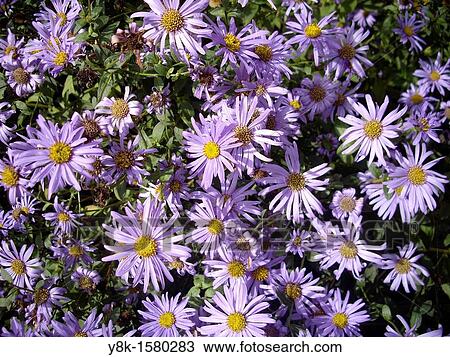 Stock Image - Aster flowers. Fotosearch