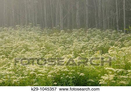 Asters and goldenrod in misty meadow View Large Photo Image Stock Photo - Asters and goldenrod in misty meadow. Fotosearch