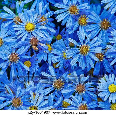 Stock Photo - Asters in bloom. Fotosearch