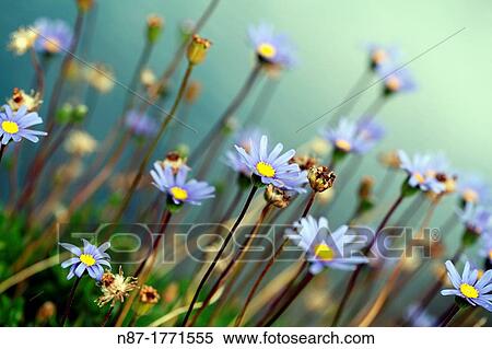 Asters in summer View Large Photo Image Stock Photography - Asters in summer. Fotosearch