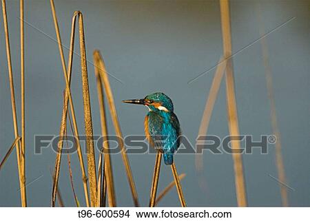 Picture - At Kanha National Park. India. Fotosearch