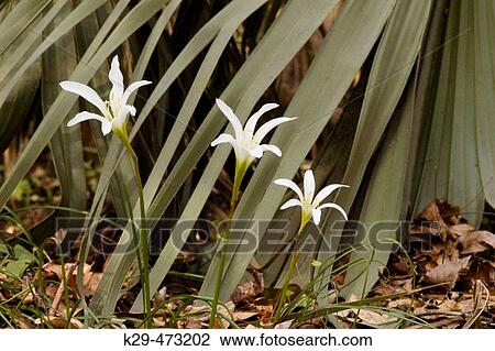 Atamasco lily (Zephyranthes atamasco). Hillsborough R SP, FL, USA View Large Photo Image Stock Image - Atamasco lily (Zephyranthes atamasco). Hillsborough R SP, FL, USA. Fotosearch