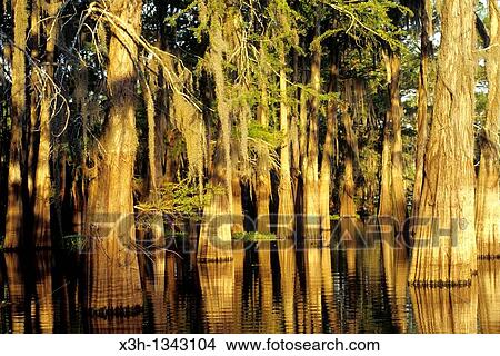 Atchafalaya Basin, Henderson, Louisiana, United States of America, Americas View Large Photo Image Picture - Atchafalaya Basin, Henderson, Louisiana, United States of America, Americas. Fotosearch