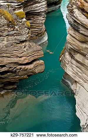 Athabasca River gorge with migratory Canada geese. Jasper National Park, Alberta View Large Photo Image Stock Image - Athabasca River gorge with migratory Canada geese. Jasper National Park, Alberta. Fotosearch