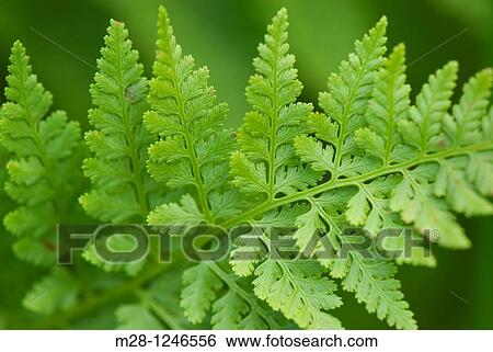 Athyrium americanum Butters Maxon, alpine ladyfern North Cascades Washington USA View Large Photo Image Stock Photograph - Athyrium americanum Butters Maxon, alpine ladyfern North Cascades Washington USA. Fotosearch