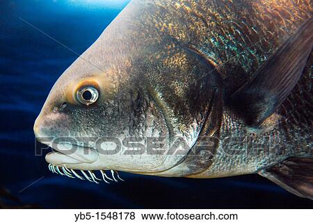 Stock Photo - Atlantic Cod. Fotosearch