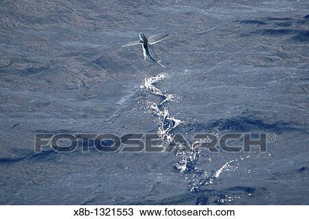 Stock Image - Atlantic flying fish Cypselurus melanurus fleeing the bow and taking flight for safety near Ascension Island in the Atlantic Ocean. Fotosearch