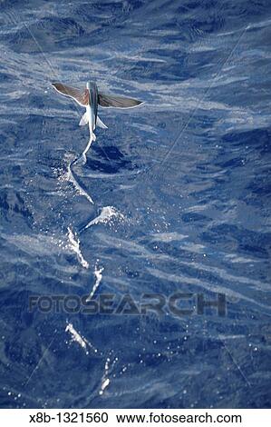 Atlantic flying fish Cypselurus melanurus fleeing the bow and taking flight for safety near Ascension Island in the Atlantic Ocean View Large Photo Image Stock Image - Atlantic flying fish Cypselurus melanurus fleeing the bow and taking flight for safety near Ascension Island in the Atlantic Ocean. Fotosearch