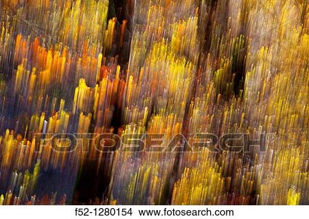 Atlantic forest in autumn in the Saja-Besaya Natural Park, Cantabria, Spain View Large Photo Image Picture - Atlantic forest in autumn in the Saja-Besaya Natural Park, Cantabria, Spain. Fotosearch