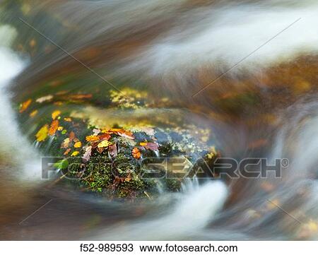 Stock Image - Atlantic Forest. Muniellos Integral Reserve. Asturias. Spain. Fotosearch