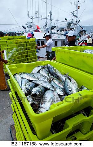 Stock Photo - Atlantic horse mackerel, port of Santoa, Cantabrian Sea, Cantabria, Spain. Fotosearch