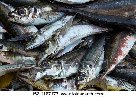 Atlantic horse mackerel, port of Santoa, Cantabrian Sea, Cantabria, Spain View Large Photo Image Stock Photo - Atlantic horse mackerel, port of Santoa, Cantabrian Sea, Cantabria, Spain. Fotosearch