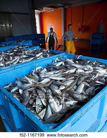 Atlantic horse mackerel, port of Santoa, Cantabrian Sea, Cantabria, Spain View Large Photo Image Stock Photo - Atlantic horse mackerel, port of Santoa, Cantabrian Sea, Cantabria, Spain. Fotosearch