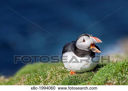 Atlantic Puffin (Fratercula arctica) on cliff in the bird reserve Hermaness. Europe, Great Britain, Scotland, Shetland Islands, Unst, May. View Large Photo Image Stock Image - Atlantic Puffin (Fratercula arctica) on cliff in the bird reserve Hermaness. Europe, Great Britain, Scotland, Shetland Islands, Unst, May.. Fotosearch