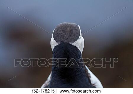ATLANTIC PUFFIN Fratercula arctica. View Large Photo Image Stock Image - ATLANTIC PUFFIN Fratercula arctica.. Fotosearch